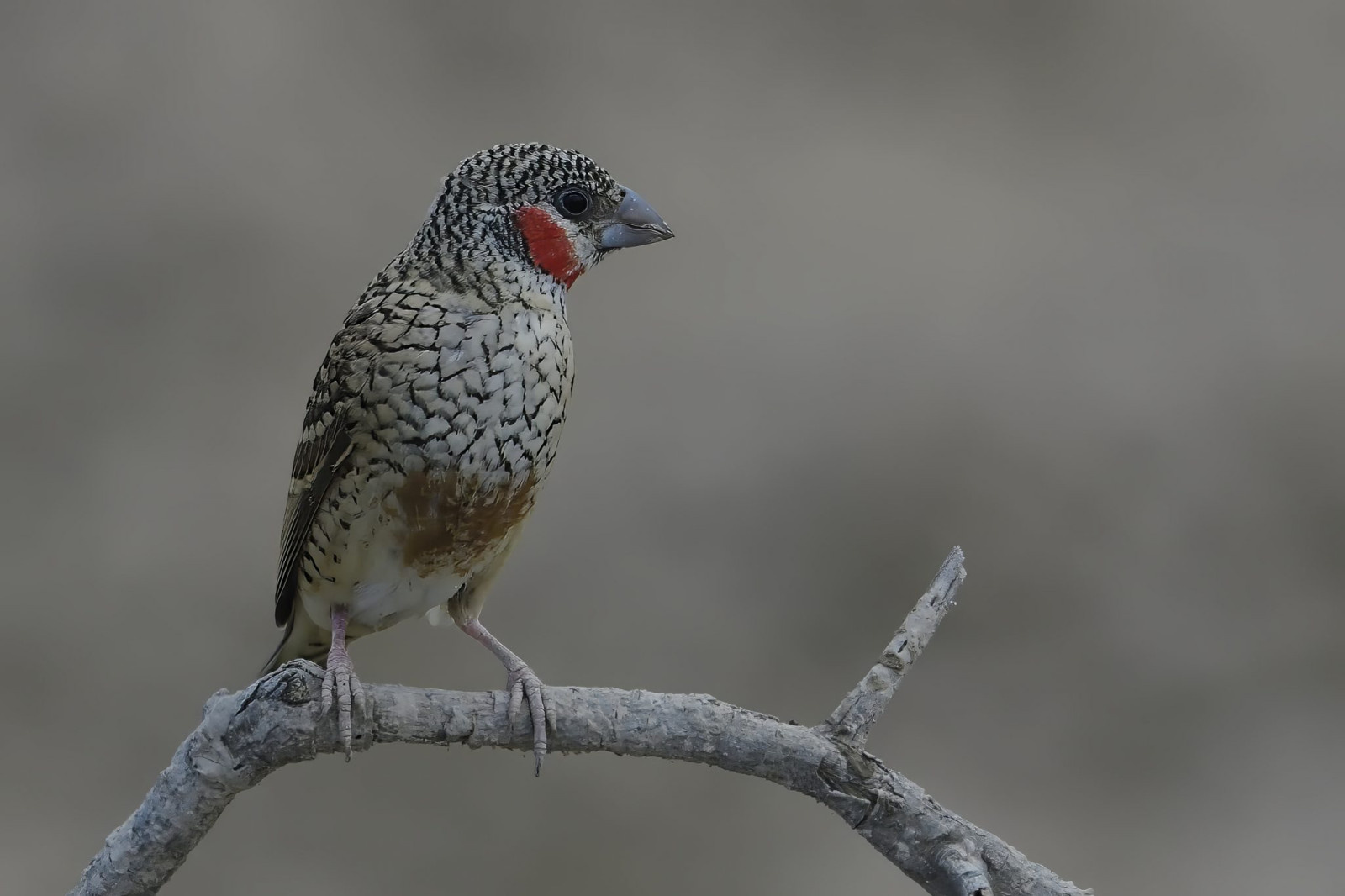 image Cut-throat Finch